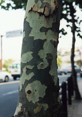 Camouflage Tree